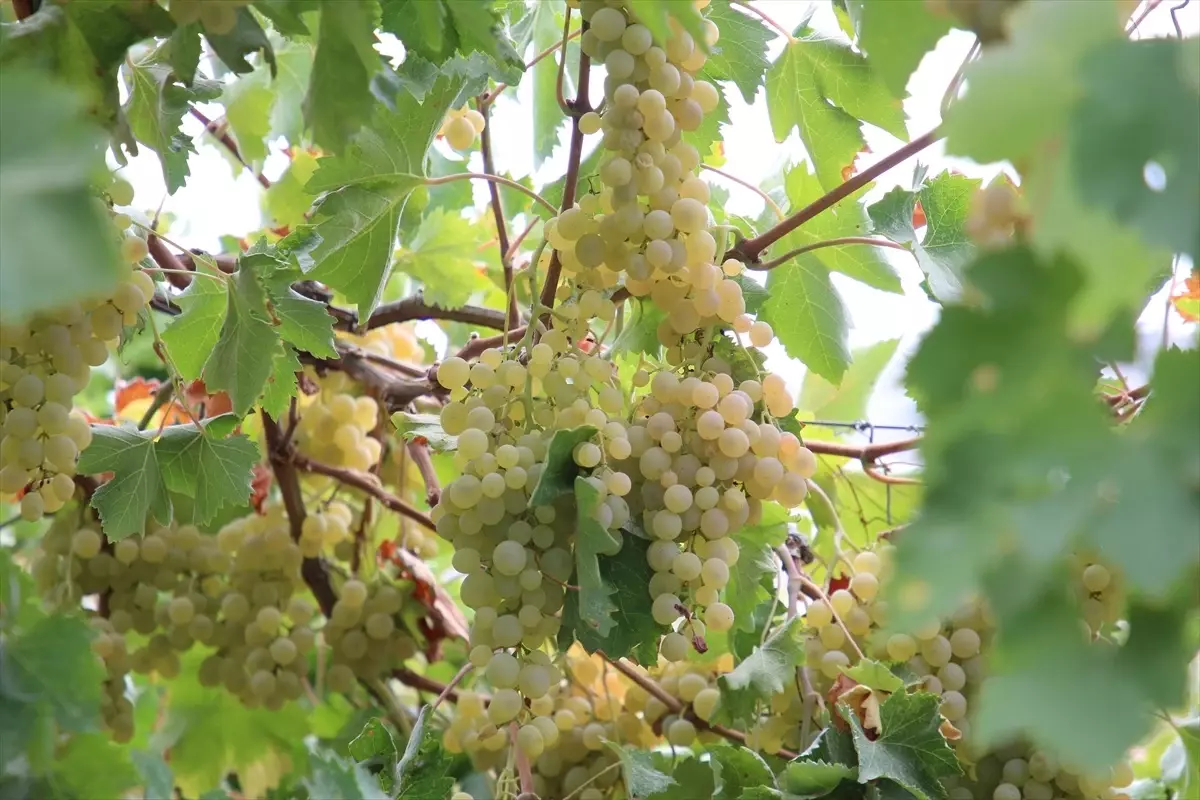 antalyanin kas ilcesinde margaz uzumu hasadi basladi YuHfzPyZ