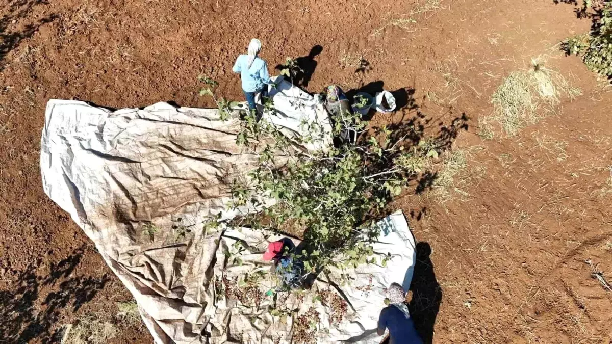 idilde fistik hasadi umut asiladi c7byc666.jpg