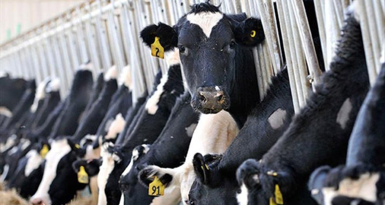 İktidar, üreticiyi bıraktı yabancıya kazandıracak