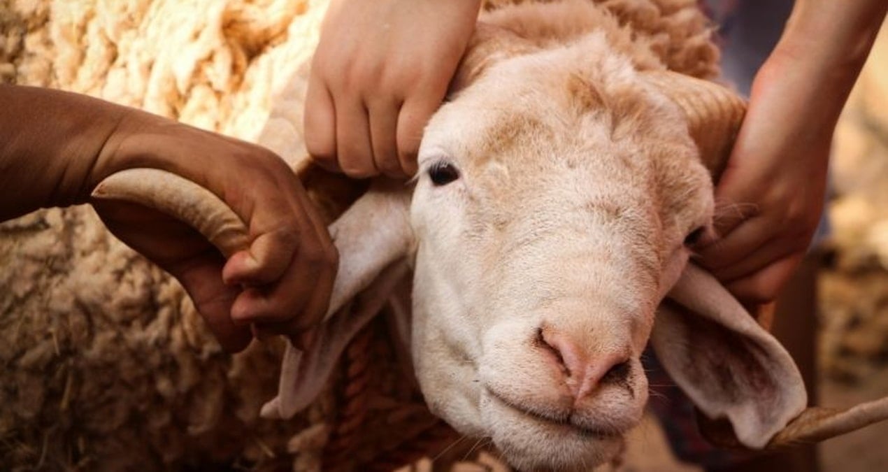 Koyunlar hiçbir iz bırakmadan ortadan kaybolmaya başladı, apar topar harekete geçildi