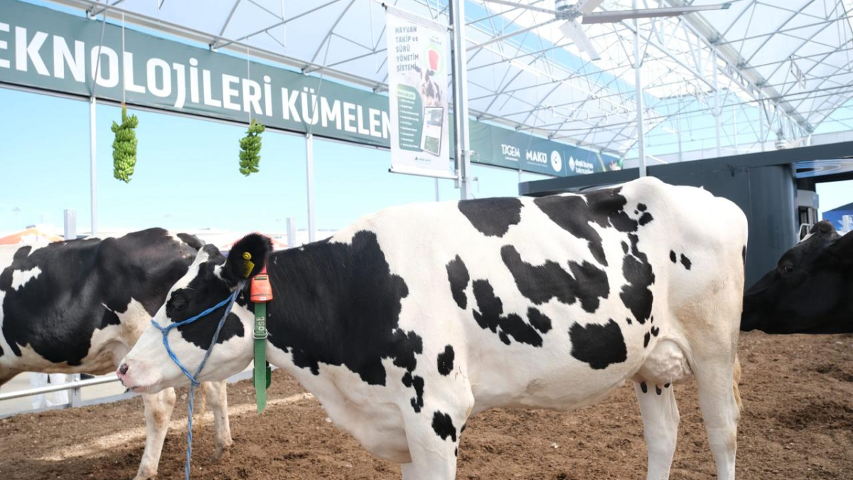 Küpeli Çoban Furkan’ın hedefi: 100 başlık otonom çiftlik kurmak