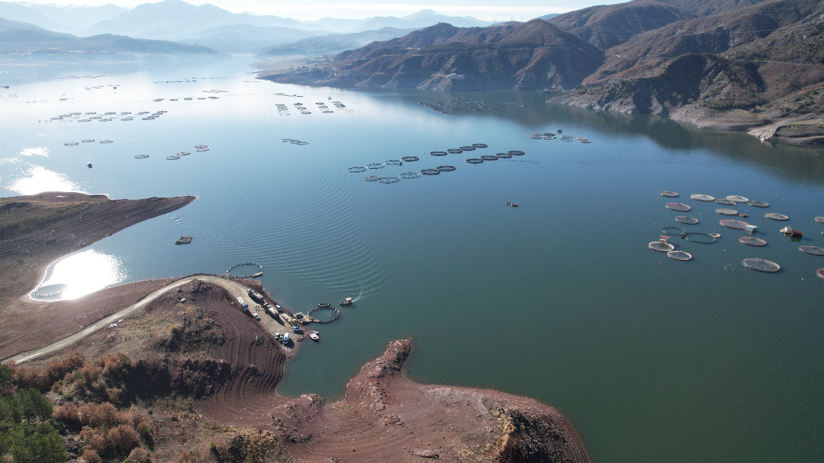 Tokat’ta barajda yetiştirilen somonlar dünya sofralarına ulaşıyor