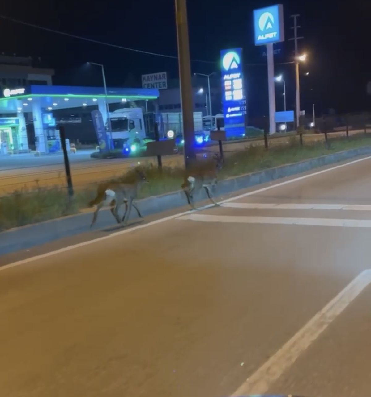 Bartın’da Karaca Görüntüleri Dikkat Çekti