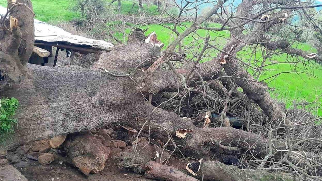 Yamaçtan Kayarak Düşen Dev Ağaç, Hayvan Ağılına Zarar Verdi
