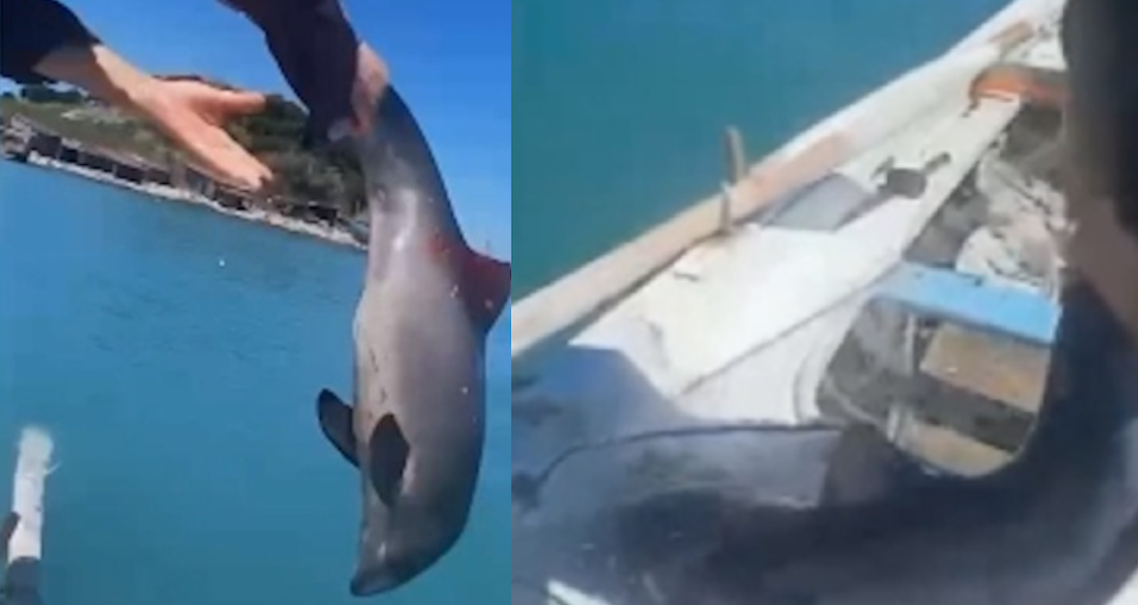 Sinop’ta Balıkçılar, Ağda Takılan Yunus Yavrusu İçin Seferber Oldu